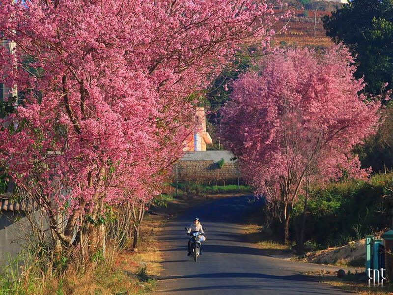 mùa mai anh đào đà lạt
